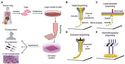 3D Bioprinting of Vascularized Tissues for in vitro and in vivo Applications